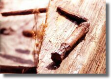 Nail � Laura Barnes