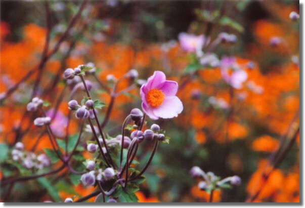Pink and Orange
