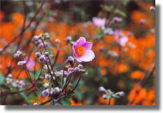Pink and Orange
