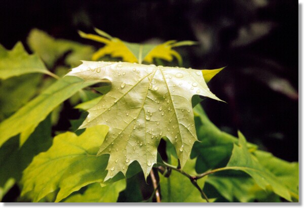 Spring Showers