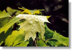 Spring Showers