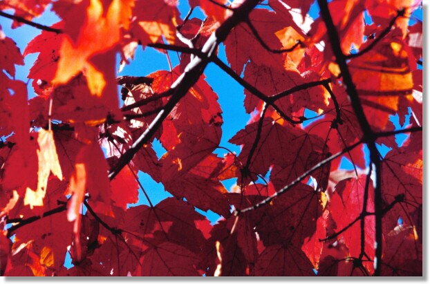 Fall Flames