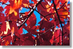 Fall Flames