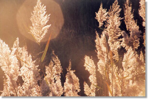Marsh Grass (A)