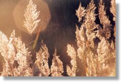 Marsh Grass ((A)