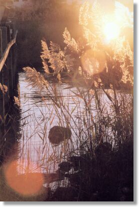 Marsh Grass (B)