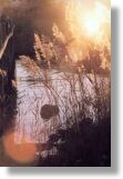 Marsh Grass (B)