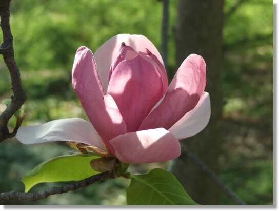 Saucer Magnolia