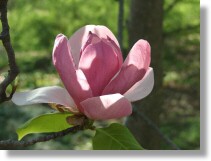Saucer Magnolia