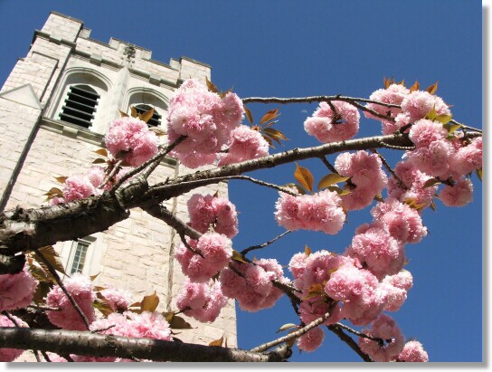 Pink and Blue