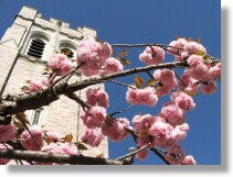 Pink and Blue