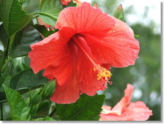 Reddish-Orange