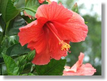 Hibiscus