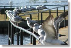Railing of Gulls