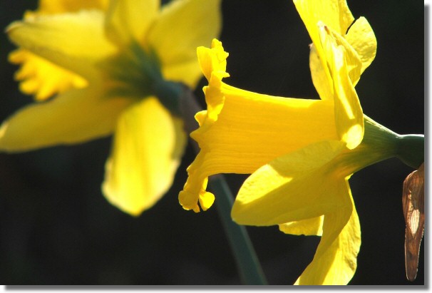Yellow (A)