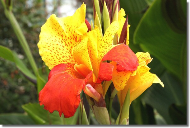 Yellow and Red