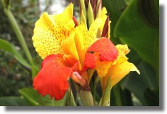 Yellow and Red
