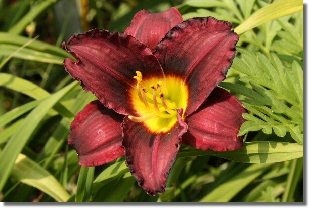 Yellow and Burgundy