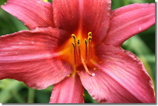 Yellow and Pink