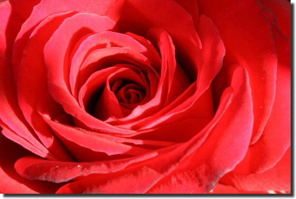 Red (B)