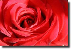 Red (B)