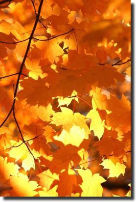 Maple Gold