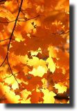 Maple Gold