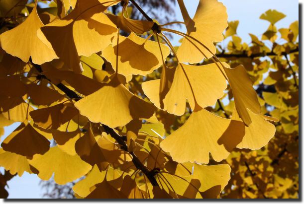 Ginkgos