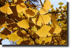Ginkgos
