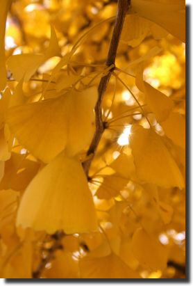 Captured Sunlight